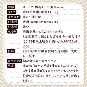 植木　オリーブ1.8m