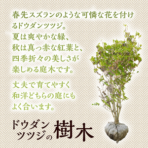植木　ドウダンツツジ　0.7ｍ