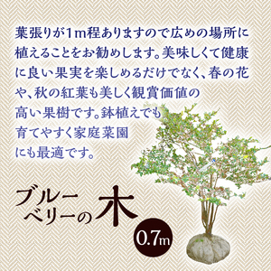 植木　ブルーベリーの木　株立ち　0.7ｍ