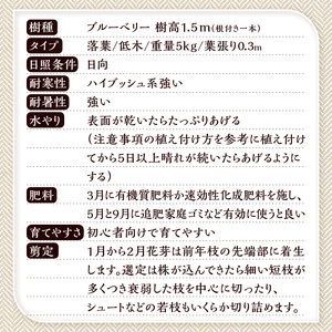 植木　ブルーベリーの木　株立ち　1.5ｍ