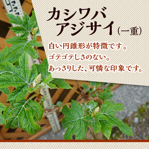 植木 カシワバアジサイ(一重) 1.2m