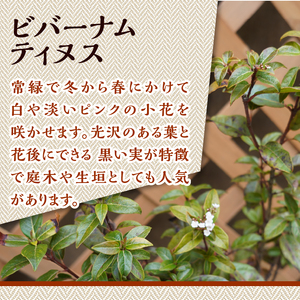 植木　ビバーナムティヌス　0.5ｍ