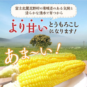 ≪2024年 先行予約≫富士北麓忍野村の気候、水、自然で作られた朝採りトウモロコシ（ゴールドラッシュ）