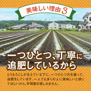 ≪2024年 先行予約≫富士北麓忍野村の気候、水、自然で作られた朝採りトウモロコシ（ゴールドラッシュ）