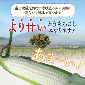 ≪2024年 先行予約≫富士北麓忍野村の気候、水、自然で作られた朝採りトウモロコシ（ホワイトショコラ）