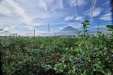 Fuji Berry 急速冷凍ブルーベリー1kg NSAA008