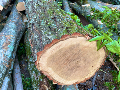 鳴沢村 富士山の天然楢薪【焚き火用】 NSAC001