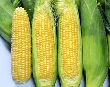 【2026年8月～発送】富士山麓 鳴沢村産 朝採り とうもろこし【恵味スタ－】5kg ふるさと納税 山梨県 鳴沢村 送料無料 NSH004