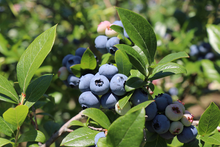 鳴沢村産冷凍ミックスブルーベリー(バークレー・ネルソン・エリザベス・ダロウ)500g×2パック NSAL005