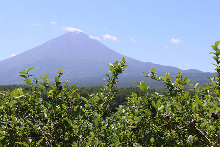 鳴沢村産冷凍ミックスブルーベリー(バークレー・ネルソン・エリザベス・ダロウ）500g×4パック NSAL006