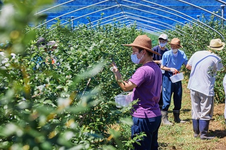 Fuji Berry 果実入り紅茶（3袋）NSAA012