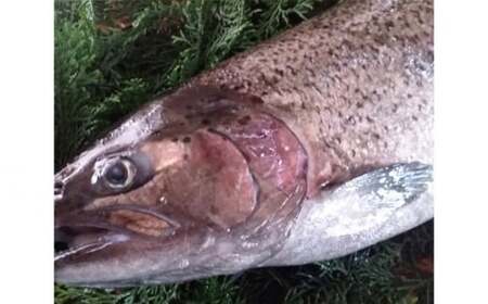 山梨県ブランド最高級サーモン「富士の介」の丸ごと1本セット 送料無料