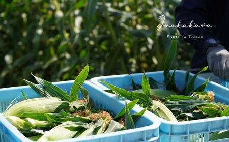 とうもろこし ＜2026年8月発送＞【富士山の麓で育つ】河口湖ブランドとうもろこしInakakara「恵味ゴールド」6本入 野菜 やさい とうもろこし トウモロコシ コーン 先行予約