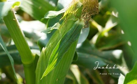 とうもろこし ＜2026年8月発送＞【富士山の麓で育つ】河口湖ブランドとうもろこしInakakara「恵味ゴールド」6本入 野菜 やさい とうもろこし トウモロコシ コーン 先行予約