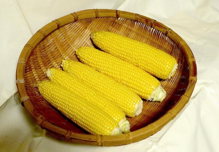 朝どりとうもろこし・農家直送「ゴールドラッシュ」約5㎏(10~12本)