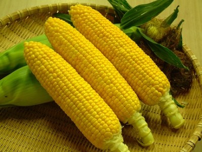 【数量限定】富士山やさい「恵味」とうもろこし(スイートコーン)(2022年8月上旬~発送)