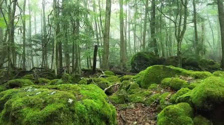 (3)青木ケ原樹海の３ケ所の天然洞窟とディープな樹海散策５時間コース【大人２名様分体験チケット】