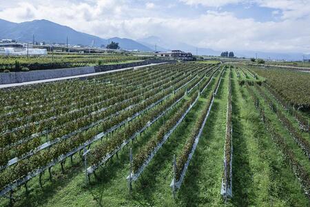 シャトールミエール赤 赤ワイン ワイン 山梨 山梨ワイン ルミエール 赤ワイン ワイン 山梨 山梨ワイン ルミエール 赤ワイン ワイン 山梨 山梨ワイン ルミエール 赤ワイン ワイン 山梨 山梨ワイン ルミエール   