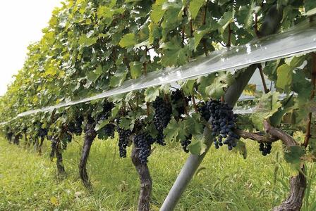 ルミエール　ワイン定期便  ハーフコース