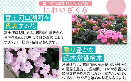 【数量限定】富士のにおいざくら＜2025年10月初旬配送予定＞