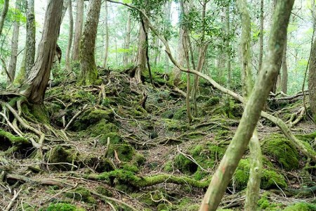 (2)青木ケ原樹海・天然洞窟・ミステリー４時間コース【大人２名様分体験チケット】