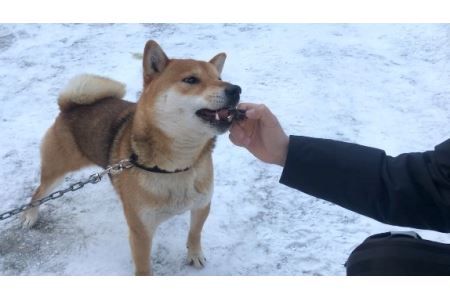 愛犬用おやつ★無添加 天然エゾ鹿肉ジャーキー（70ｇ×3袋）【E-01】