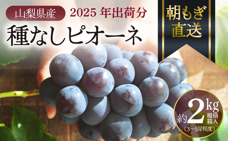 【2025年先行予約】 ぶどう ピオーネ 朝もぎ直送！『 種なし ピオーネ 』 3~5房（約2kg規格箱入り） / フルーツ 果物 くだもの ぶどう ブドウ 葡萄 甘い 旬 新鮮 朝採れ ジューシー 種無し 山梨 歴史と伝統を受け継ぐ達人のこだわり葡萄