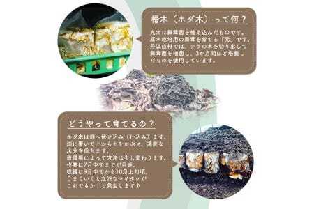 【村に取りに来られる方限定】丹波山村の原木舞茸のほだ木販売 10本 原木舞茸を自分で育ててみませんか【tab0202】