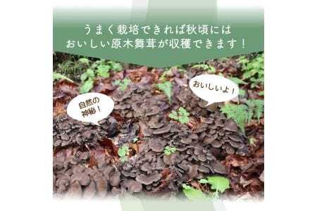 【村に取りに来られる方限定】丹波山村の原木舞茸のほだ木販売 10本 原木舞茸を自分で育ててみませんか【tab0202】