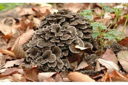 舞茸だし (8g x6袋) x2個・香油セット【tab0072】