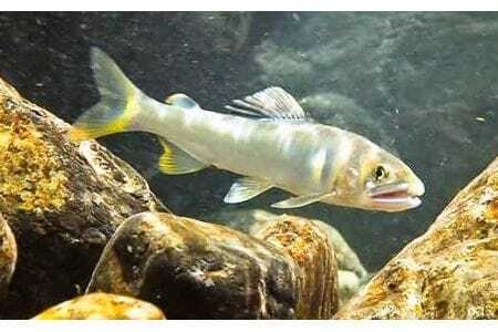 【2026年分】年間遊漁券 アユ釣り 女性・中学生以下の男性【tab0047】