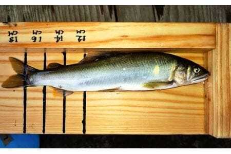 【2026年分】年間遊漁券 アユ釣り 女性・中学生以下の男性【tab0047】