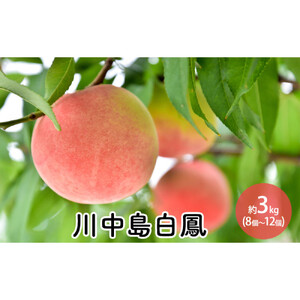 川中島白鳳約3kg（8個～12個）