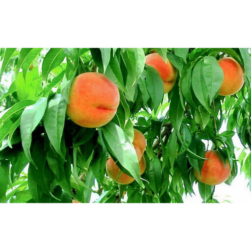 2026年発送 長野市産 ワッサー 約3kg