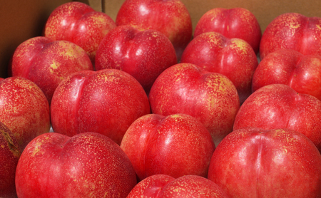 2026年発送 長野市産ネクタリン「サマークリスタル」約2.5kg 