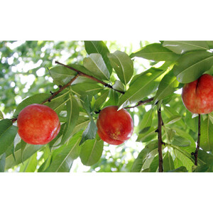 長野市産ネクタリン「サマークリスタル」約4kg（18～25個）