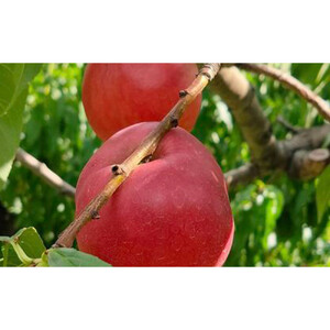 長野市産ネクタリン「サマークリスタル」約4kg（18～25個）