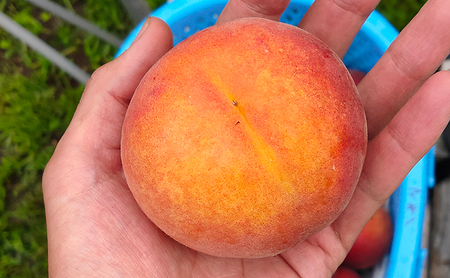 2026年発送 長野市産早生ワッサー約3kg 