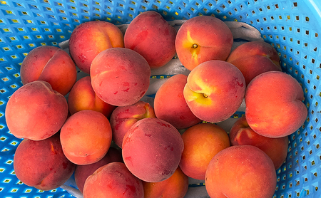 2026年発送 長野市産早生ワッサー約5kg 