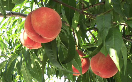 2026年発送 長野市産桃「あかつき」約3kg 