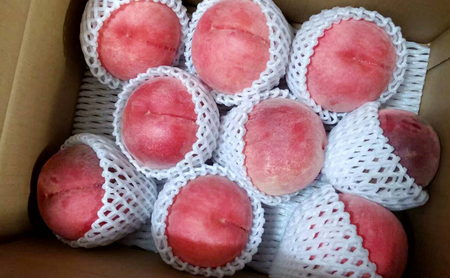 2026年発送 長野市産桃「あかつき」約5kg 