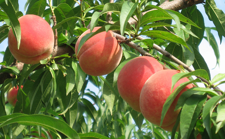 2026年発送 長野市産桃「なつっこ」約5kg 