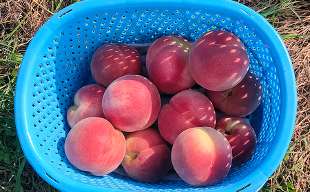 2026年発送 長野市産桃「なつっこ」約5kg 