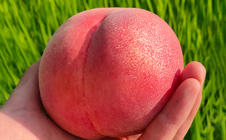 2026年発送 長野市産桃「なつっこ」約5kg 