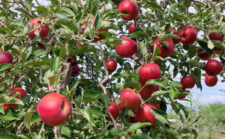 長野市産「紅玉」約4.5kg