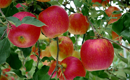 2026年発送 長野市産「シナノスイート」約3kg 