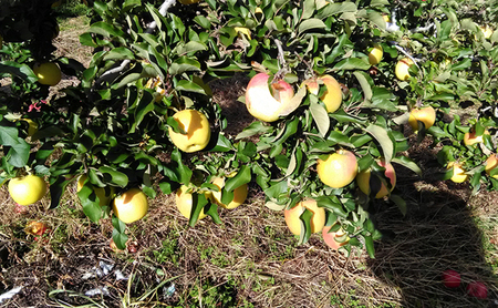 2026年発送 長野市産「ぐんま名月」約5kg 