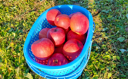 長野市産「サンふじ」約3kg