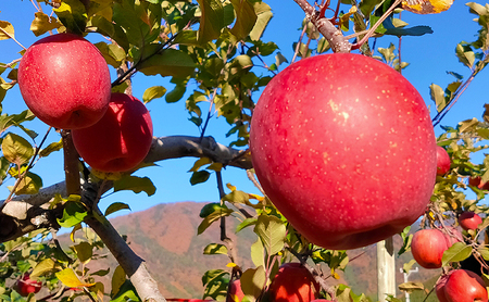 長野市産「サンふじ」約5kg
