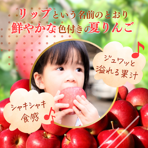 2026年産 りんご 3kg 樹上熟成 シナノリップ 林檎 リンゴ 果物 くだもの フルーツ 旬の果物 旬のフルーツ 季節の果物 季節のフルーツ 美味しい果物 長野県産 長野県産りんご 信州 長野 長野県 長野市
